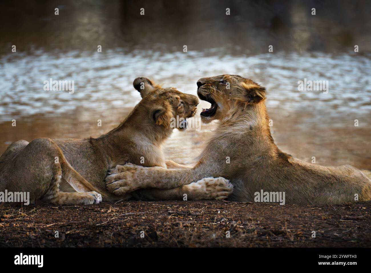 Asiatische Löwenjungen in Sasan GIR, Gujarat, Indien Stockfoto