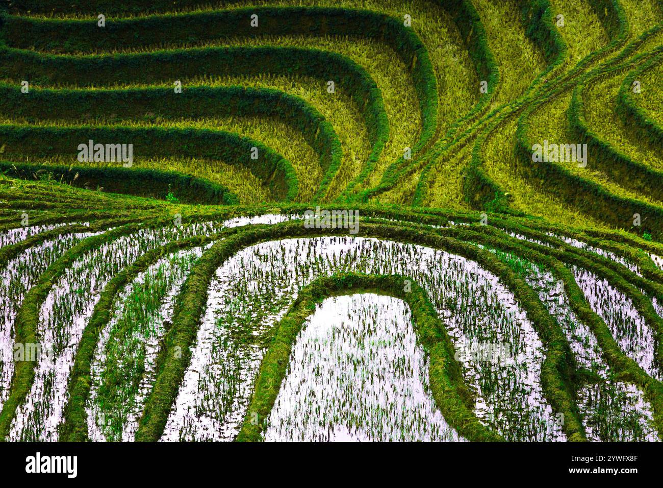 Rices Terrassen in Sapa, Vietnam Stockfoto