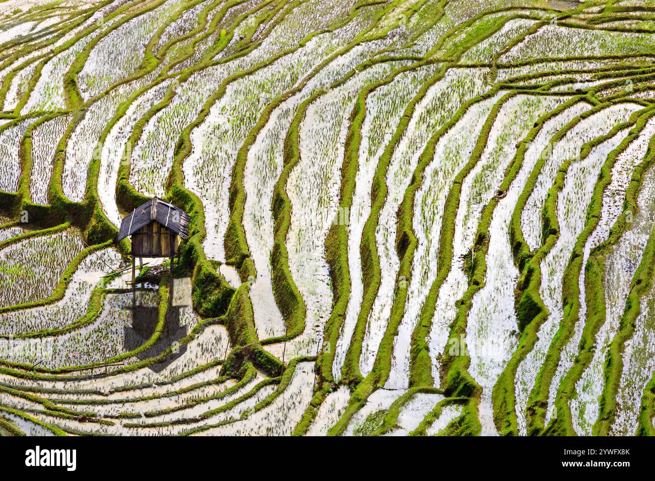 Rices Terrassen in Sapa, Vietnam Stockfoto