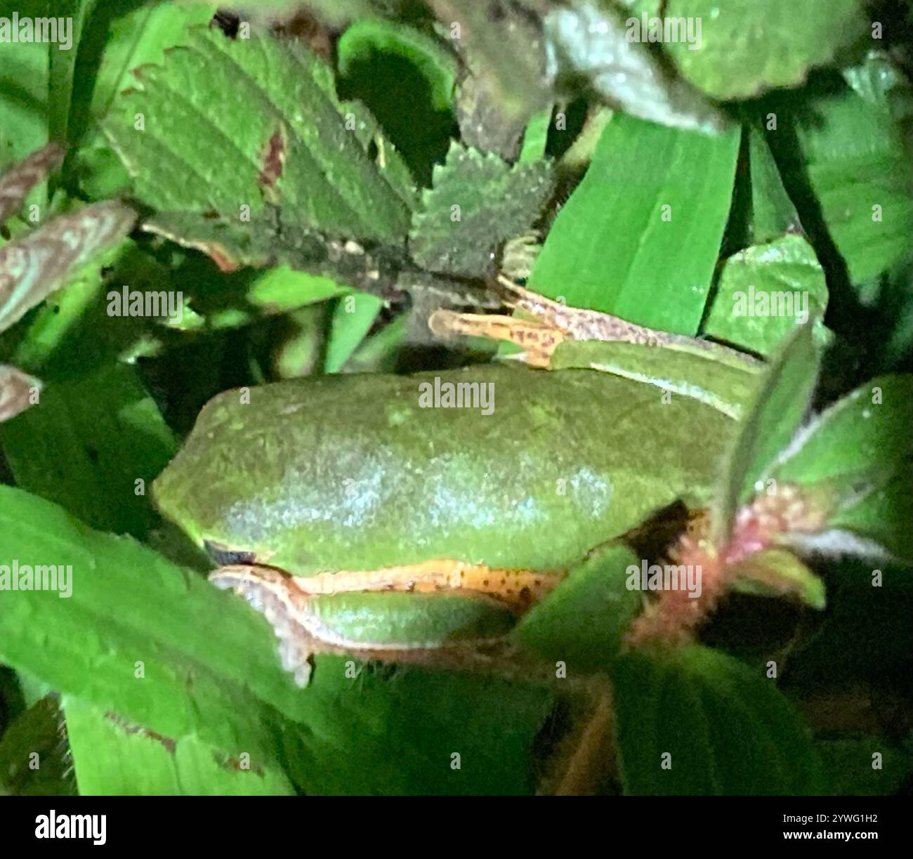 Nördlicher Orangenblattfrosch (Pithecopus hypochondrialis) Stockfoto