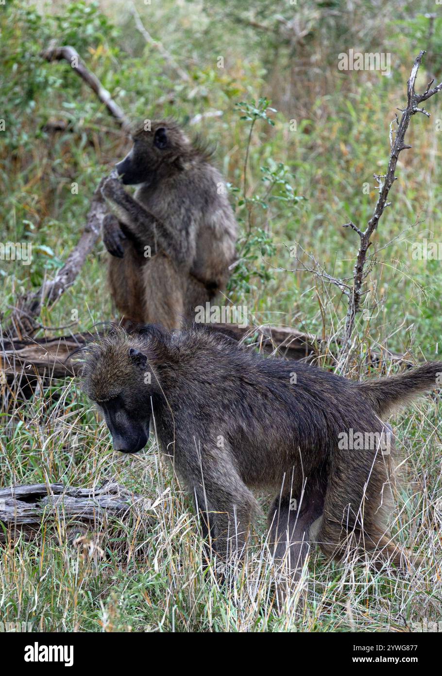 Zwei Affenspaziergänge im Kruger-Nationalpark, Südafrika. Chacma Pavian Affe aus nächster Nähe. Safari in der Savanne. Tiere natürlicher Lebensraum, Wildtiere, wilde Natur Stockfoto