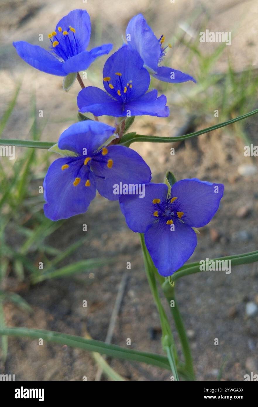 Westernspinnenkraut (Tradescantia occidentalis) Stockfoto