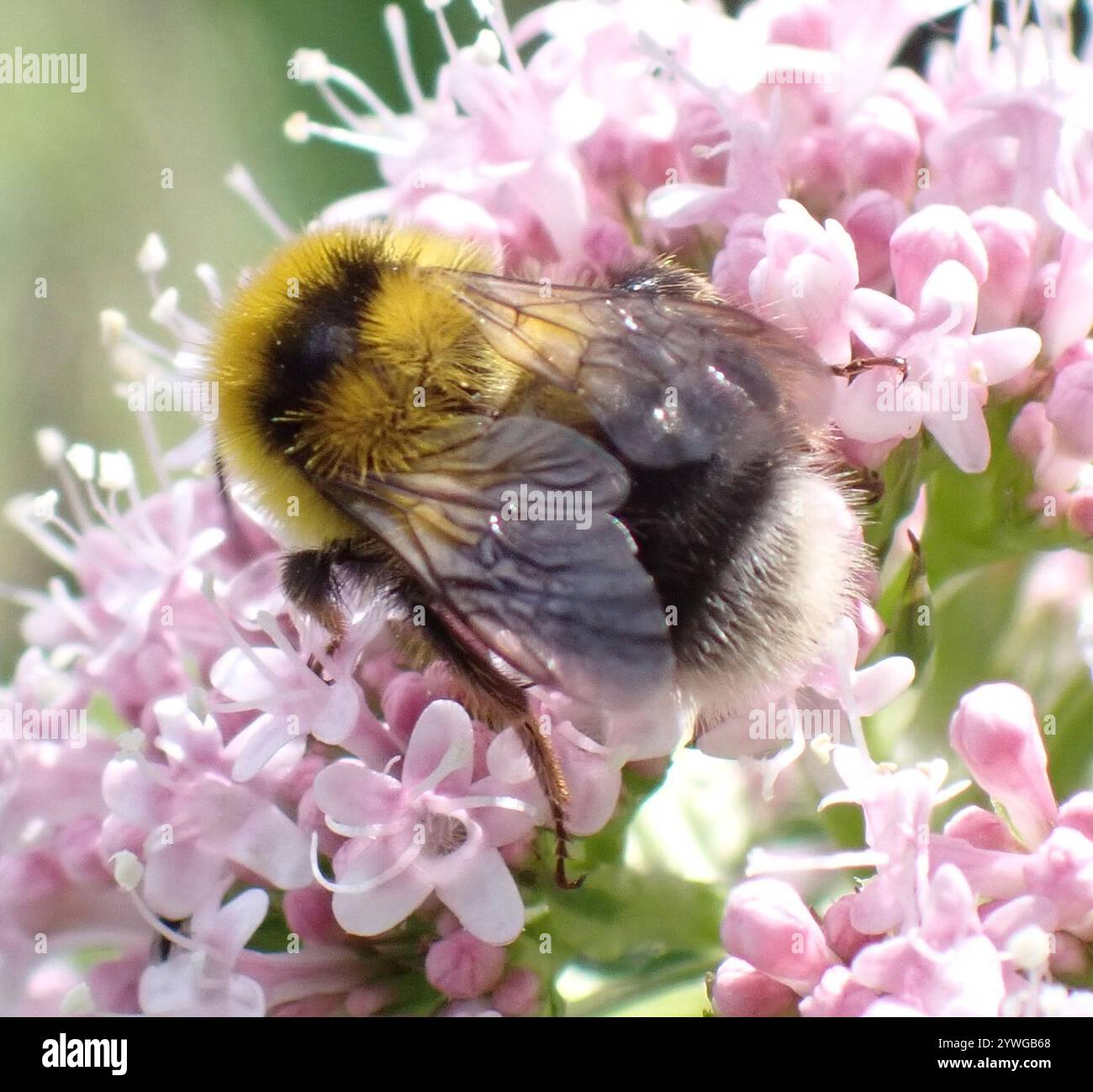 Heide Hummel (Bombus jonellus) Stockfoto
