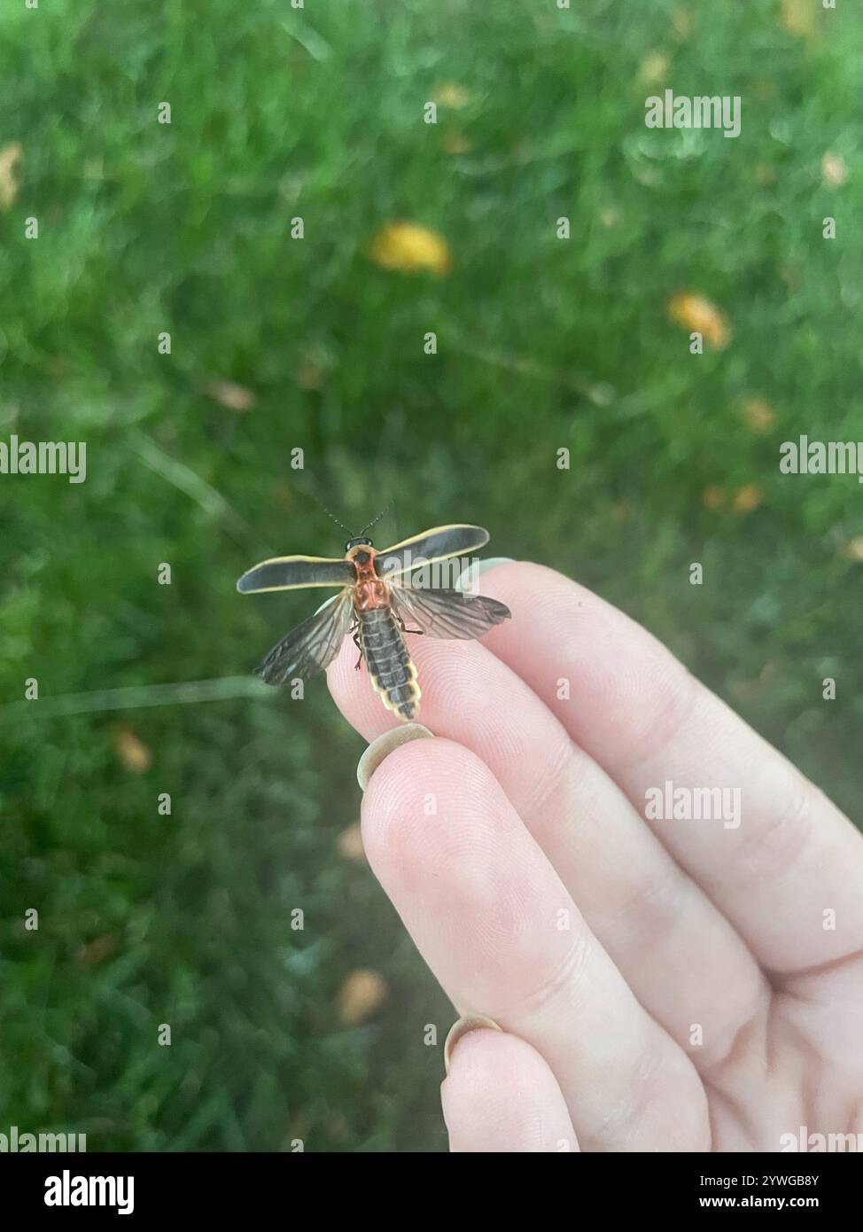 Gemeinsame östlichen Firefly (Photinus pyralis) Stockfoto