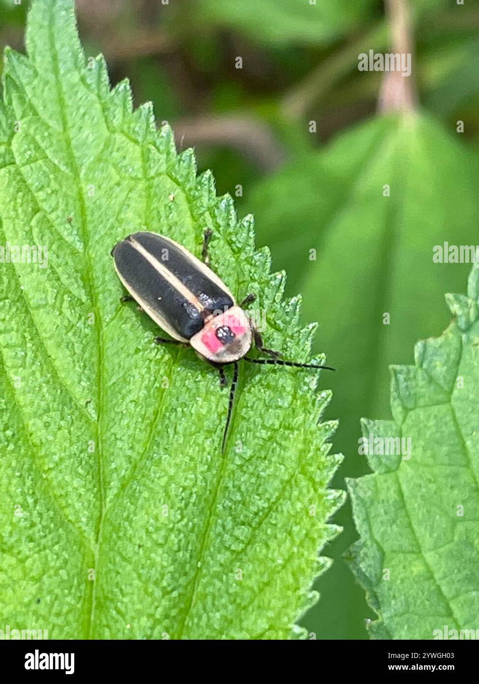 Gemeinsame östlichen Firefly (Photinus pyralis) Stockfoto