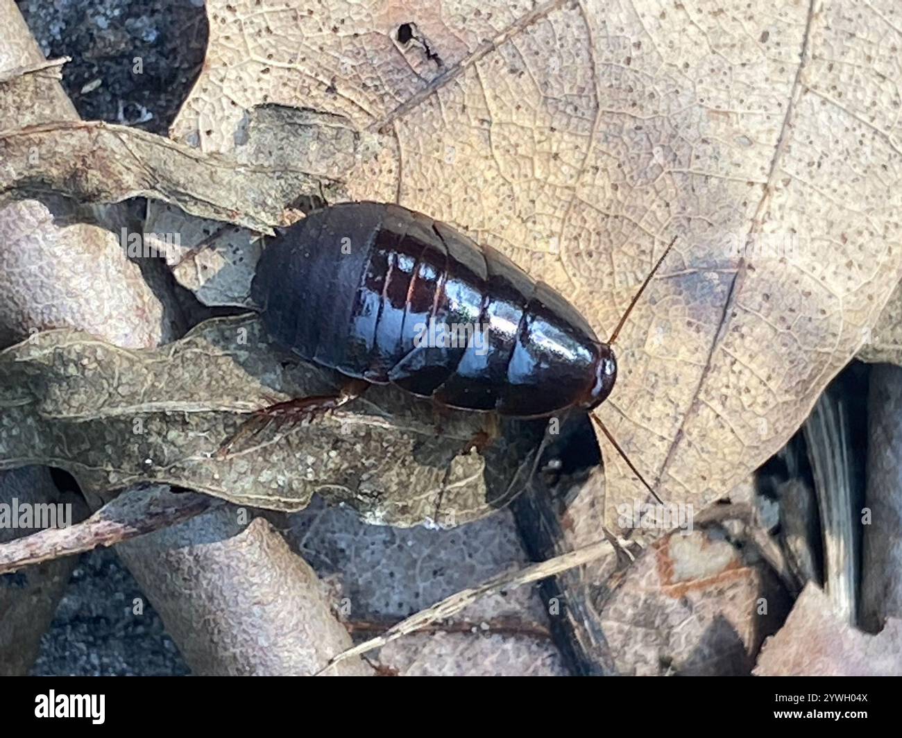 Surinam-Schabe (Pycnoscelus surinamensis) Stockfoto