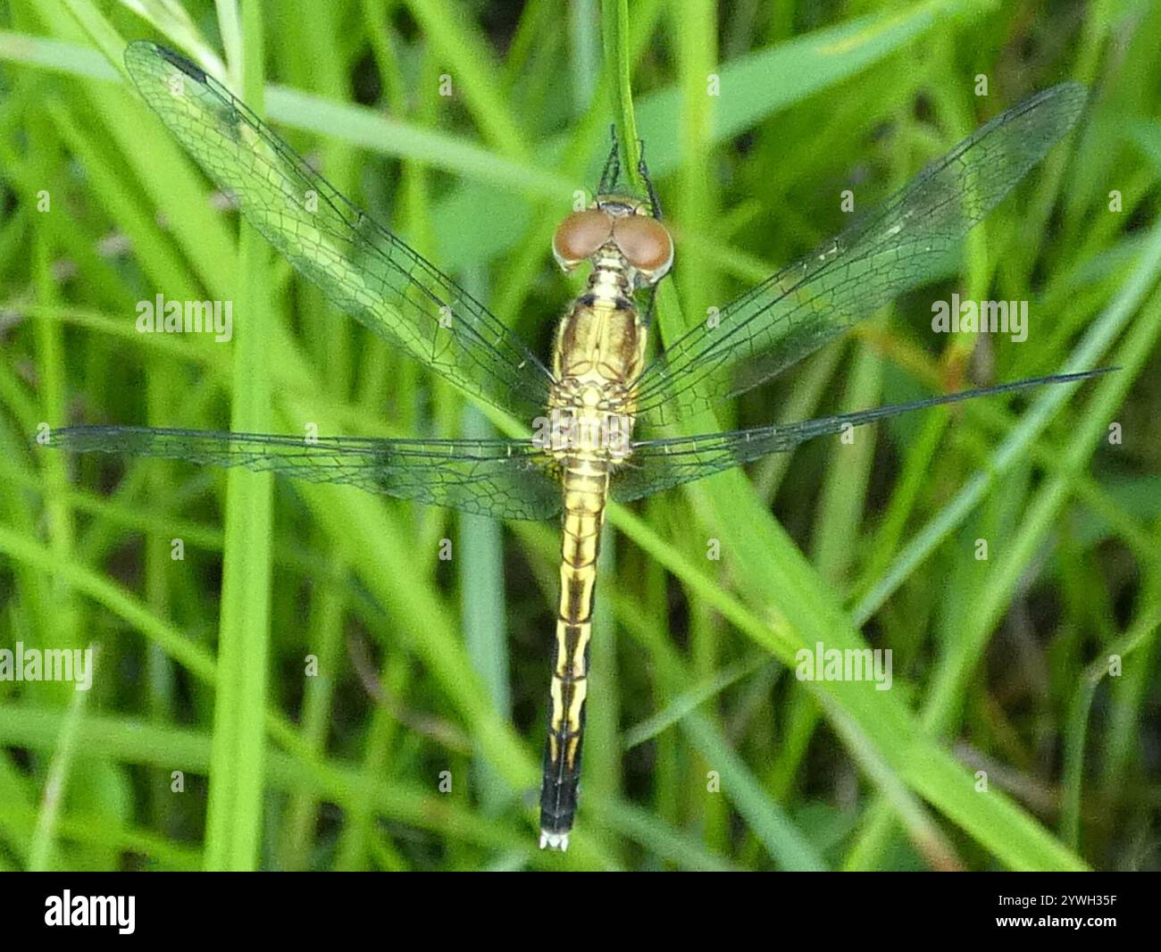 Little Blue Dragonlet (Erythrodiplax minuscula) Stockfoto