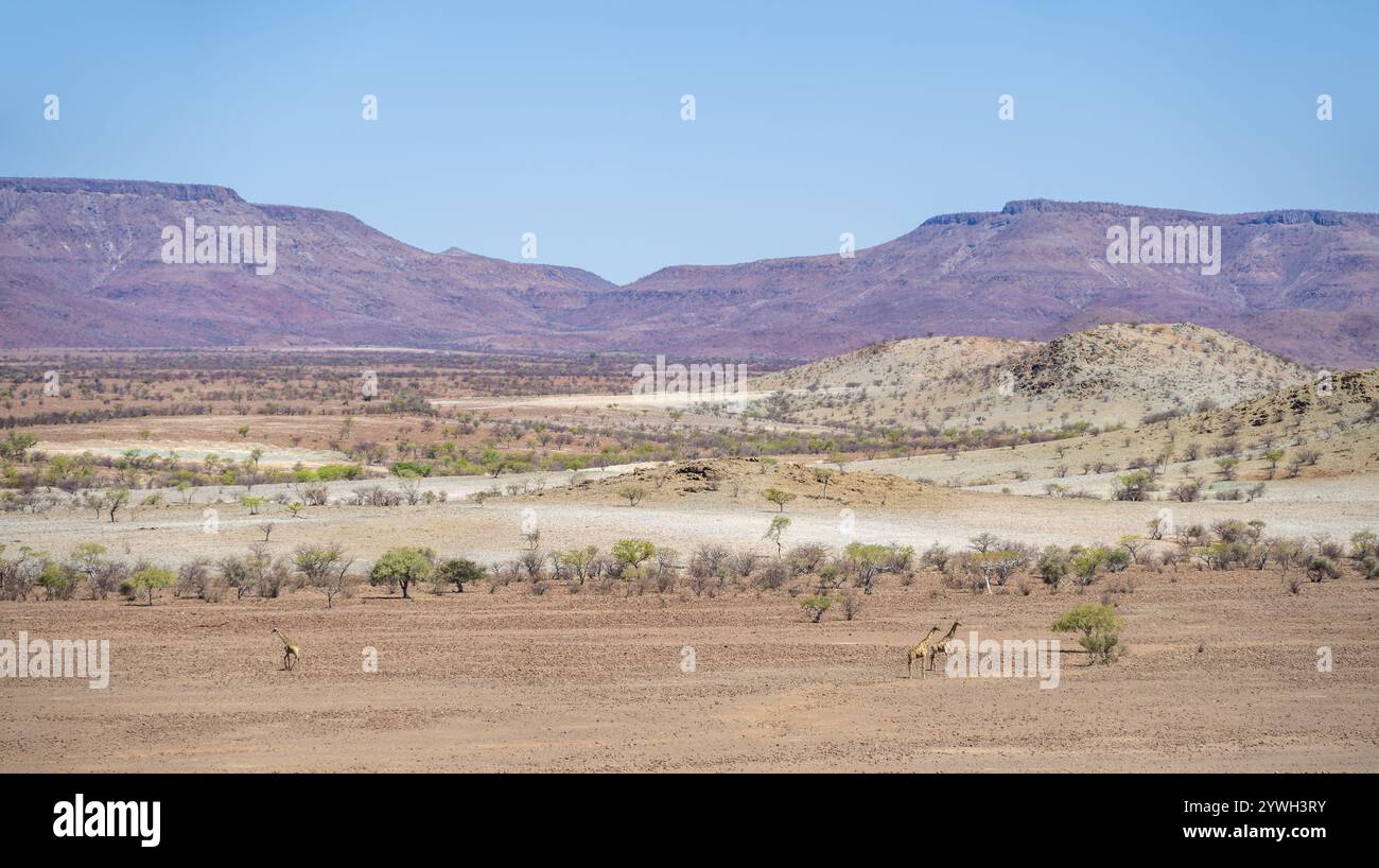 ZWI Angola Giraffen (Giraffa giraffa angolensis) in trockener Wüstenlandschaft mit Tafelbergen, Damaraland, Kunene, Namibia, Afrika Stockfoto