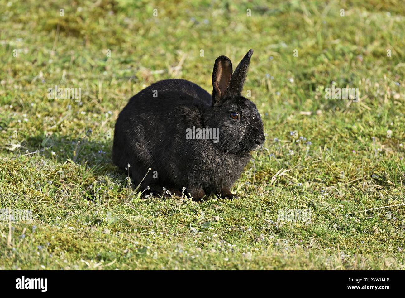 Wildkaninchen (Oryctolagus cuniculus), auf einer Wiese, Texel, Westfriesische Inseln, Provinz Nordholland, Niederlande Stockfoto
