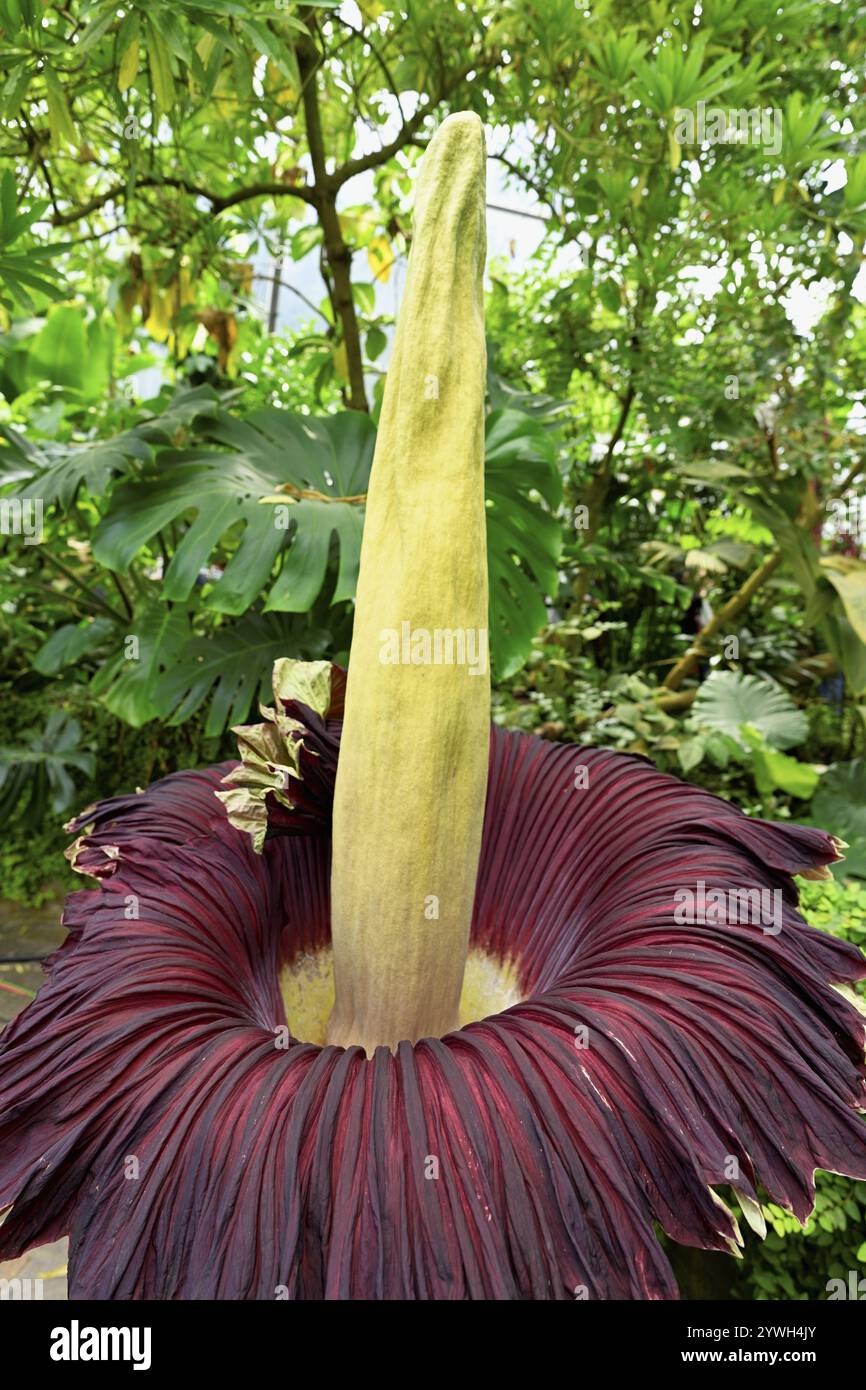 Blume der Titanwurzel (Amorphophallus titanum), größte Blume der Welt, Botanischer Garten der Universität Zürich, Zürich, Schweiz, Stockfoto