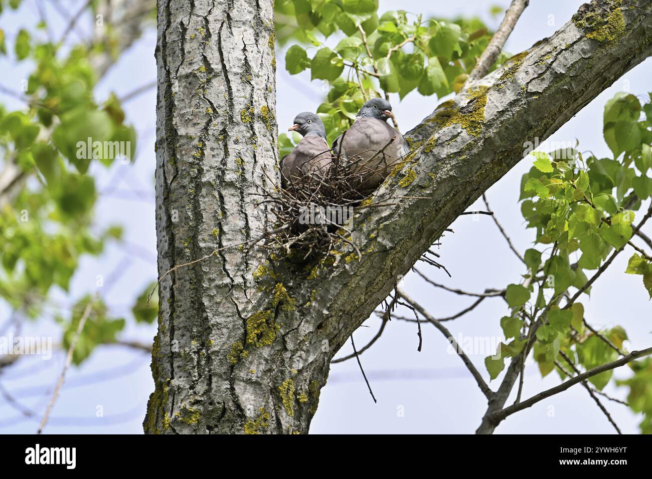 Holztaube (Columba palumbus), Paar sitzend auf Nest, Neusiedler See, Seewinkel, Österreich, Europa Stockfoto