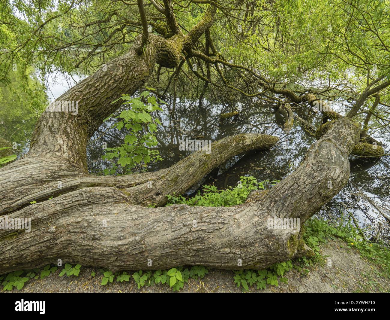 Weißer Weidenbaum (Salix alba), sehr alter Baum, der umgefallen ist und weiter wächst, halb in einem Parksee, Hessen, Deutschland, Europa Stockfoto