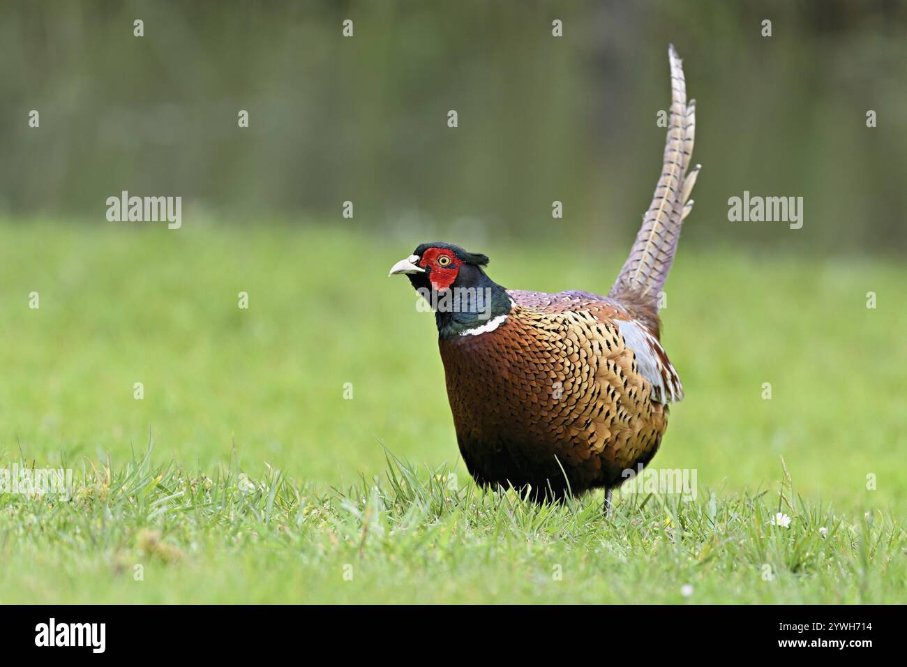 Fasan (Phasianus colchicus), männlich auf der Wiese, Texel, Nordholland, Niederlande Stockfoto