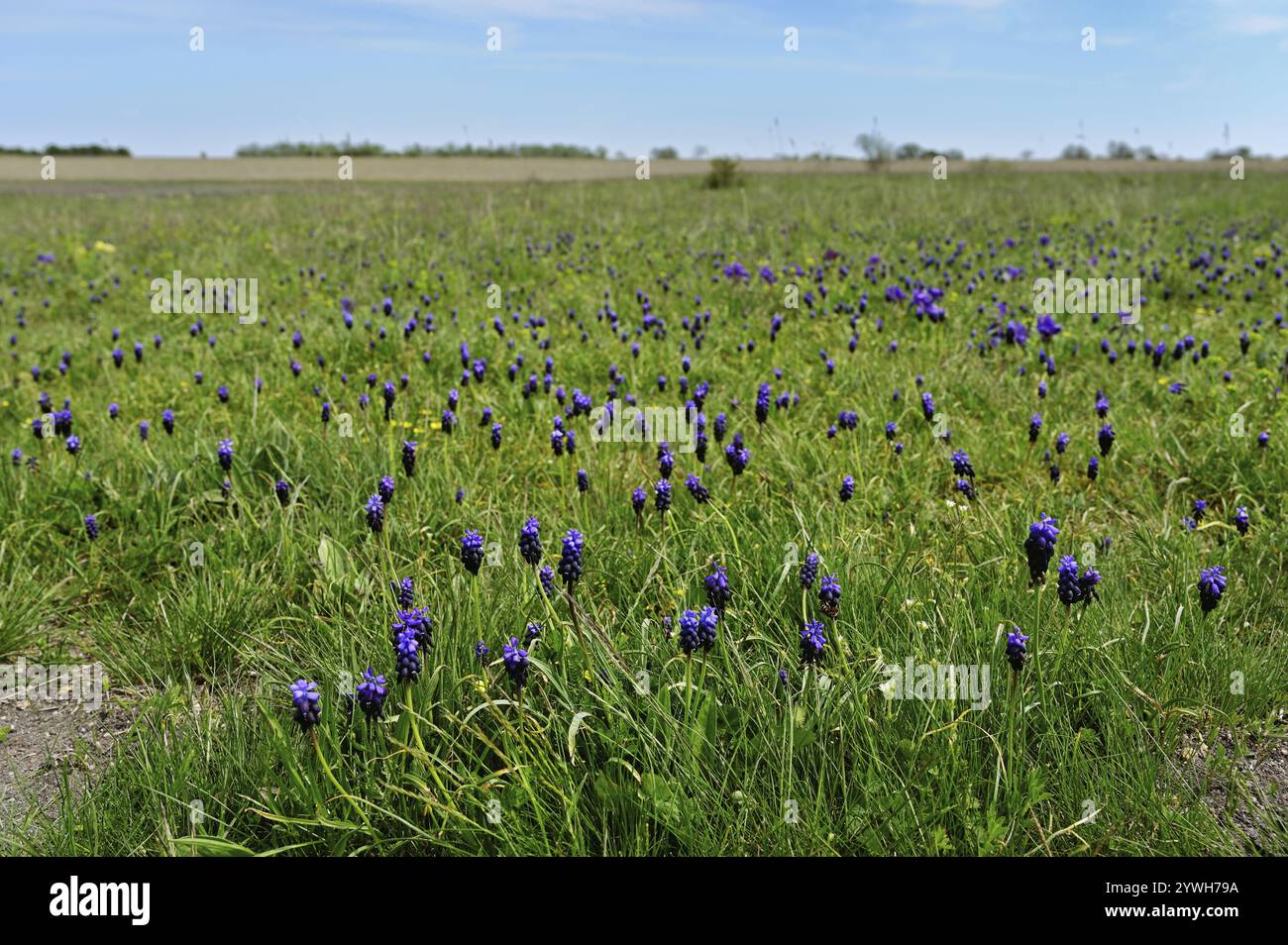 Weinberg-Traubenhyazinthe (Muscari neglectum), Nationalpark Neusiedler See, Seewinkel, Burgenland, Österreich, Europa Stockfoto