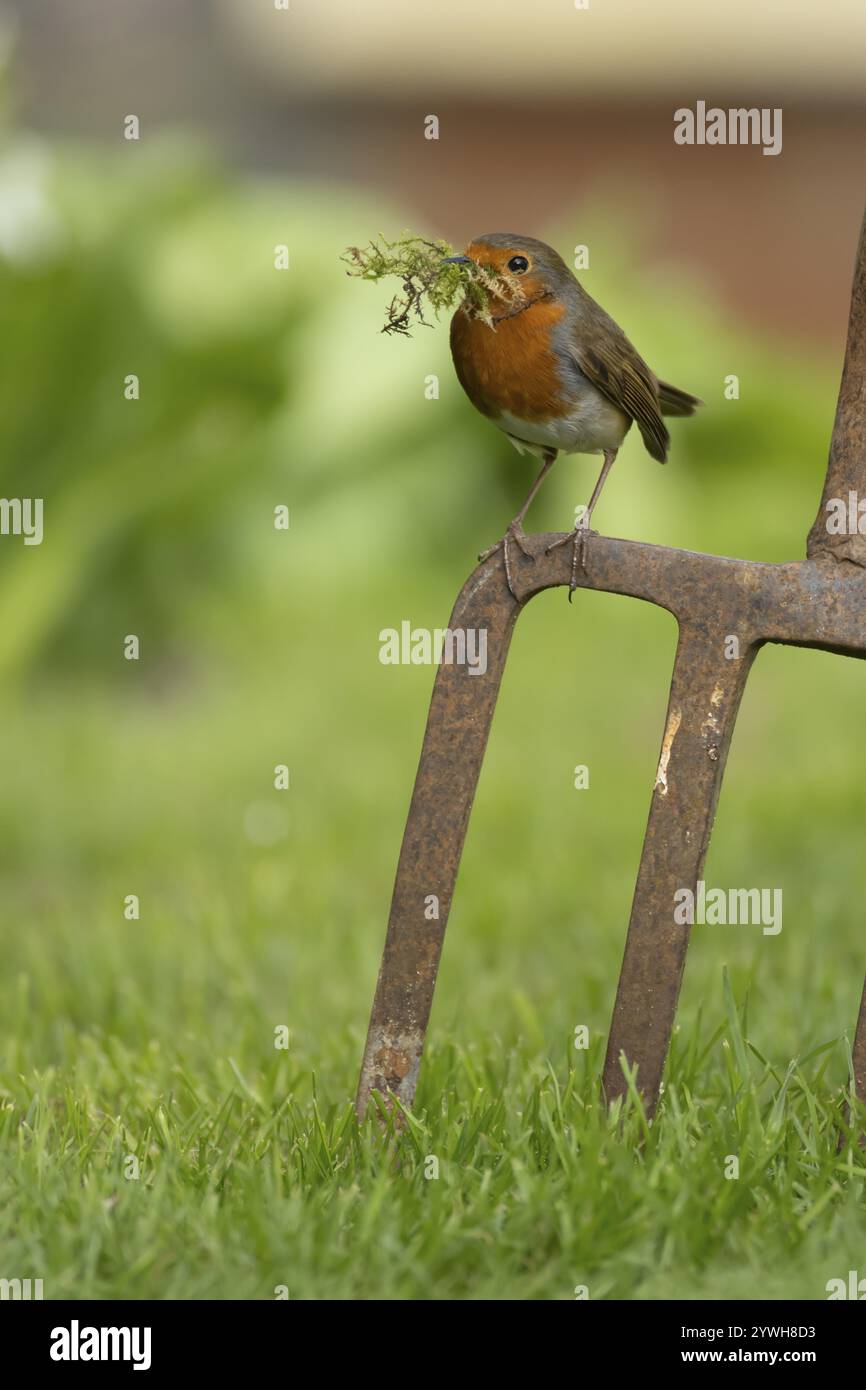 Europäischer robin (Erithacus rubecula) ausgewachsener Vogel mit Nistmaterial im Schnabel auf einer Gartengabel im Frühling, England, Vereinigtes Königreich, Europa Stockfoto