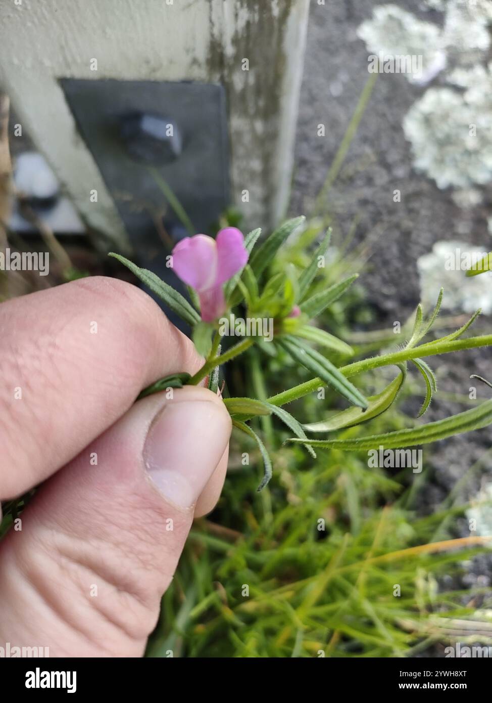 Weissschnauze (Misopates orontium) Stockfoto