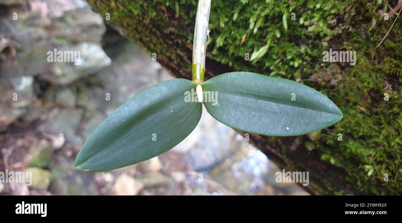 Ironbark-Feder-Orchidee (Dendrobium aemulum) Stockfoto