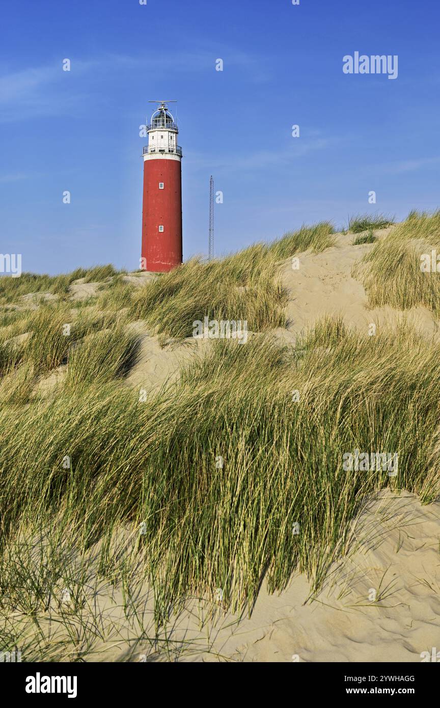 Leuchtturm Eierland mit Dünen, de Cocksdorp, Texel, Westfriesische Inseln, Provinz Nordholland, Niederlande Stockfoto