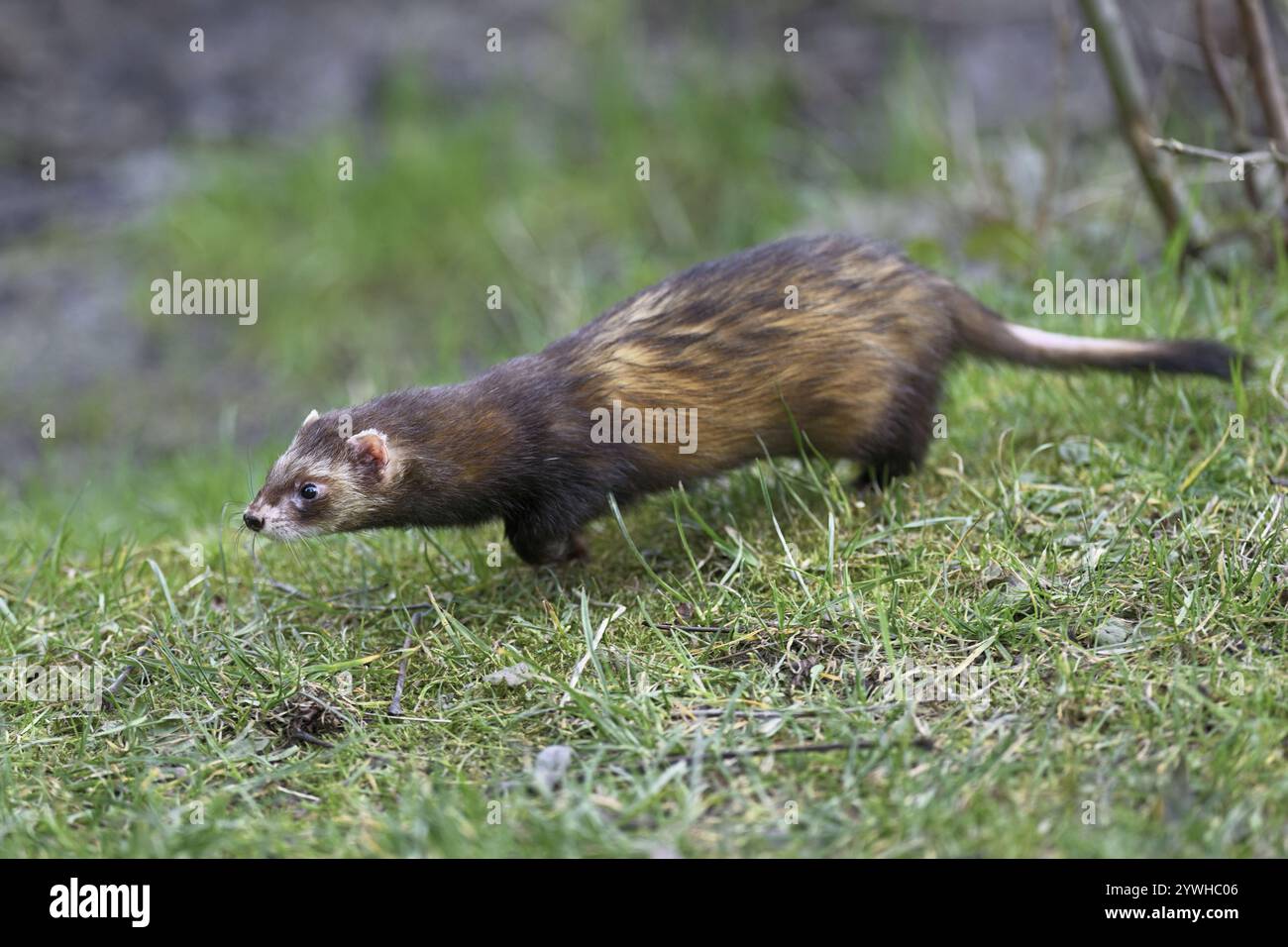 Europäisches Polecat (Mustela putorius), auch bekannt als Frettchen, auf einer Wiese, gefangen in der Schweiz, Europa Stockfoto