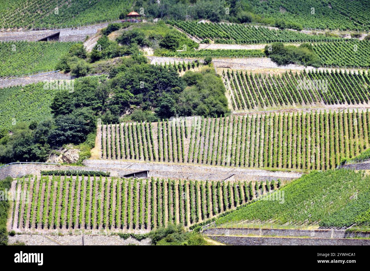 Weinberge bei Assmannshausen, UNESCO-Weltkulturerbe Kulturlandschaft Oberes Mittelrheintal, Weltkulturerbe, Hessen, Deutschland, Europa Stockfoto