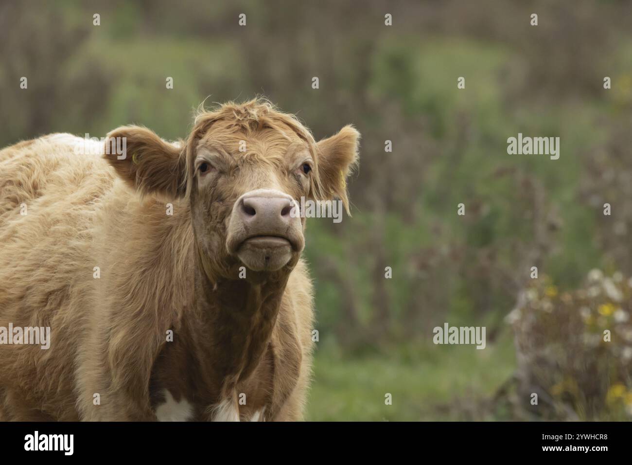 Domestizierte Kuh oder Rinder (Bos taurus), ausgewachsenes Nutztier auf einem Grasfeld, Suffolk, England, Vereinigtes Königreich, Europa Stockfoto