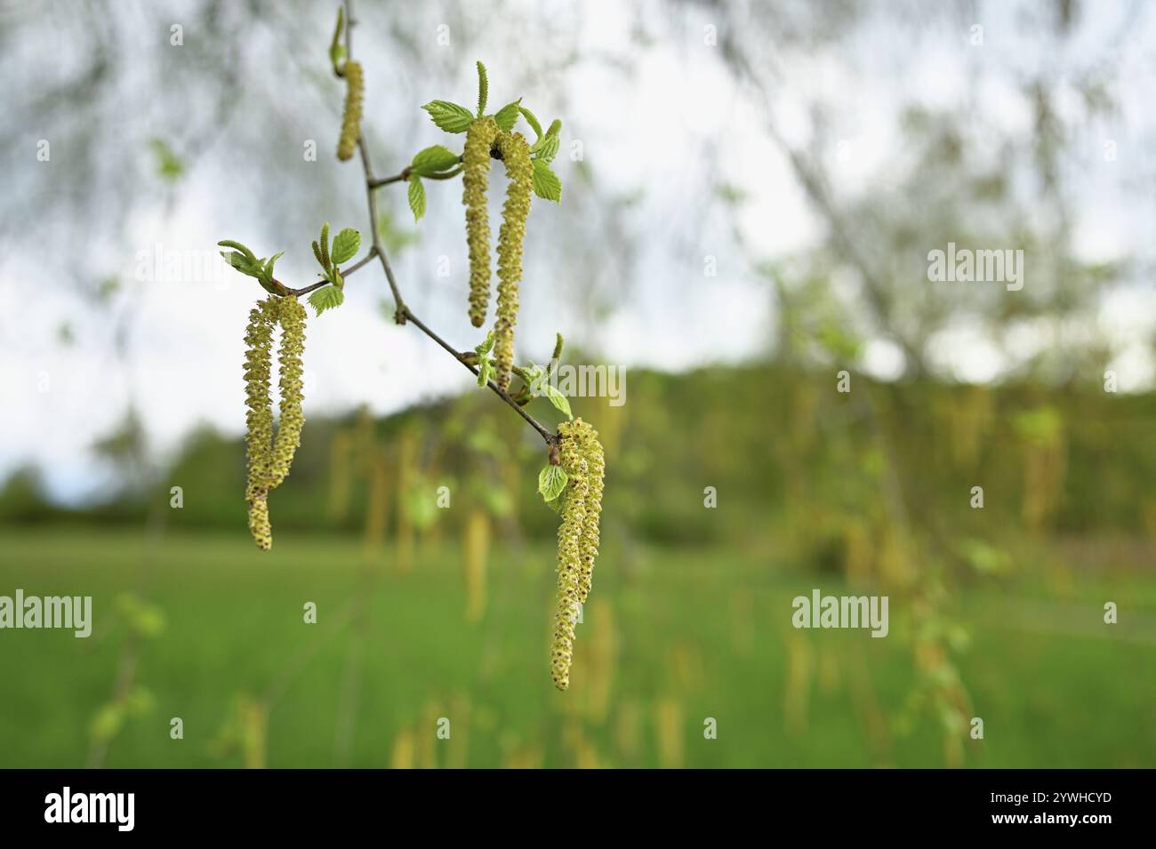 Gemeine Haselnuss (Corylus avellana), Nahaufnahme männlicher Katzenkinder, Schweiz, Europa Stockfoto