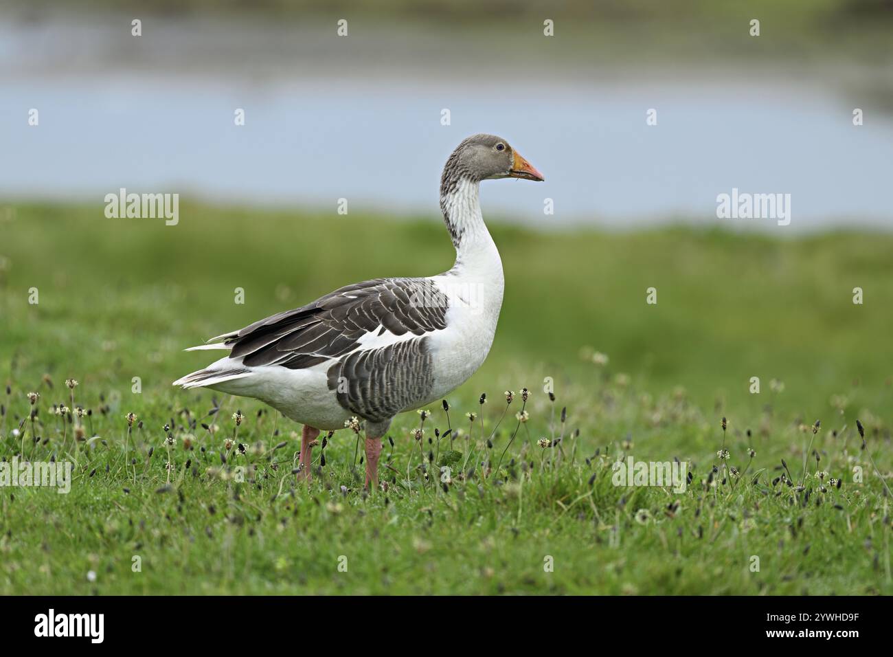 Graugans (Anser anser), auf einer Wiese, Texel, Westfriesische Insel, Provinz Nordholland, Niederlande Stockfoto