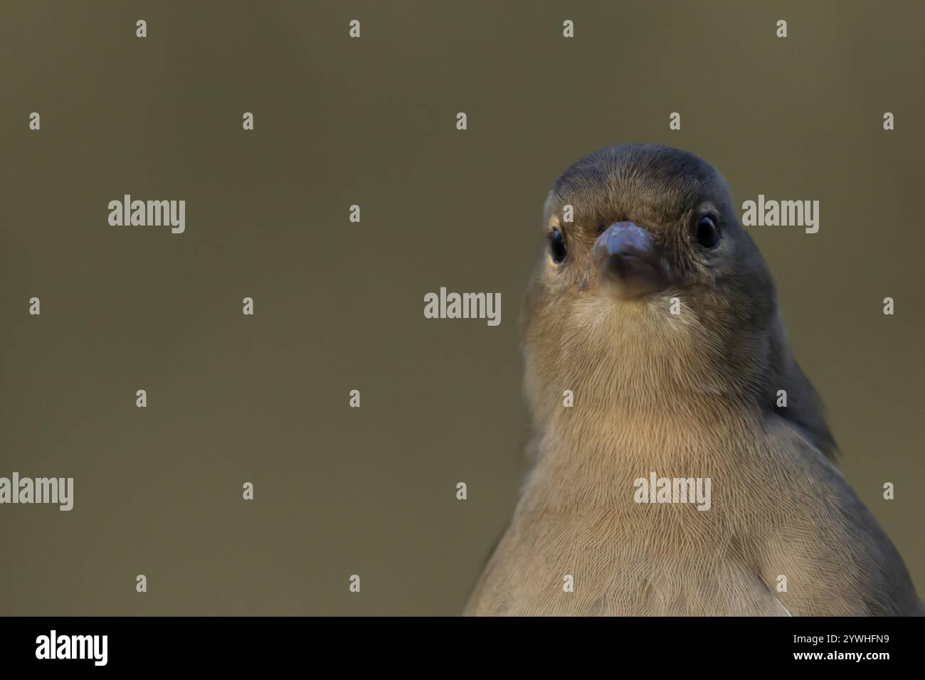 Porträt des weiblichen Vogelkopfes, England, Vereinigtes Königreich, Europa Stockfoto