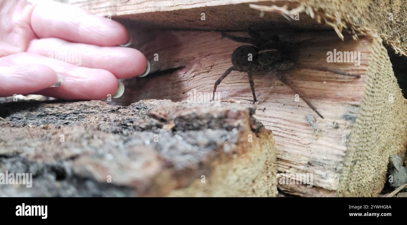 Georgia Wolf Spider (Tigrosa georgicola) Stockfoto