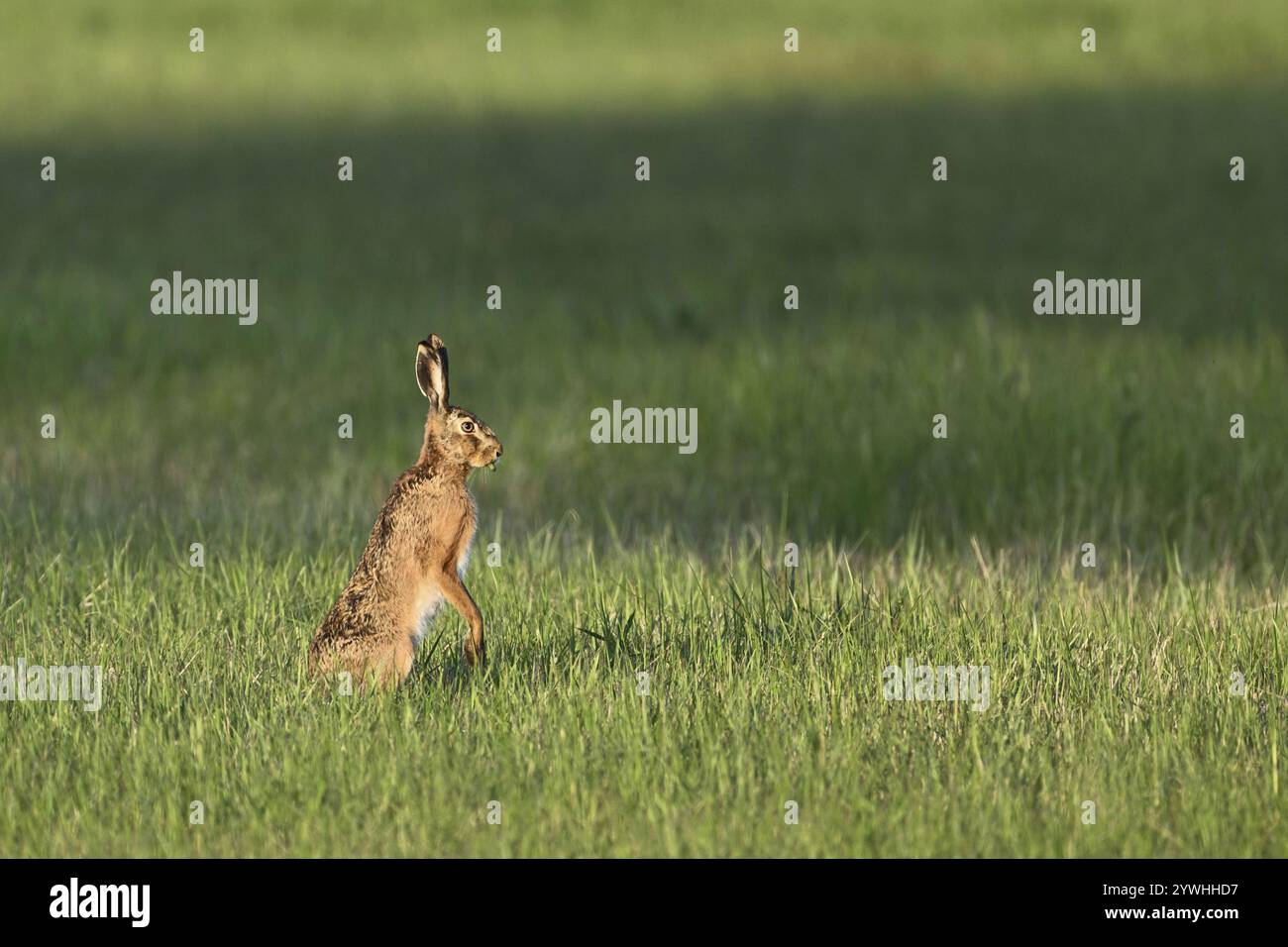 Europäischer Hase (Lepus europaeus), auf den Hinterbeinen stehend, Nationalpark Neusiedler See, Seewinkel, Burgenland, Österreich, Europa Stockfoto