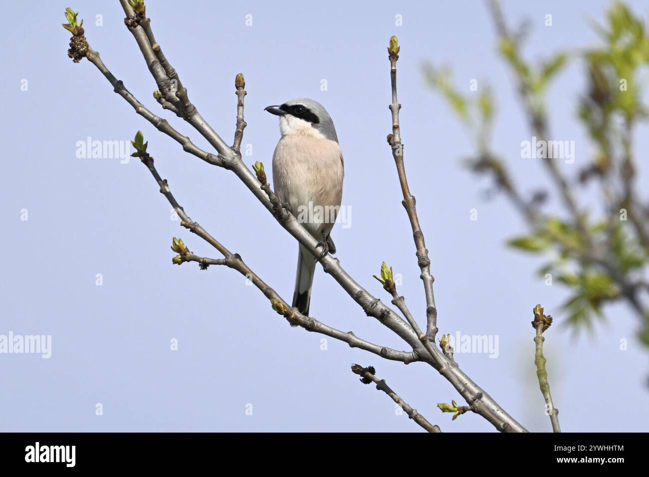 Rotkäppchen (Lanius collurio) oder Rotkäppchen auf einem Ast, Nationalpark Neusiedler See, Burgenland, Österreich, Europa Stockfoto