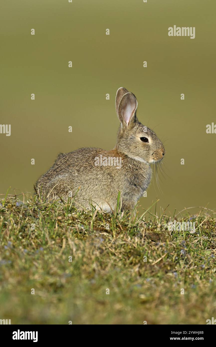 Wildkaninchen (Oryctolagus cuniculus), auf einer Wiese, Texel, Westfriesische Inseln, Provinz Nordholland, Niederlande Stockfoto