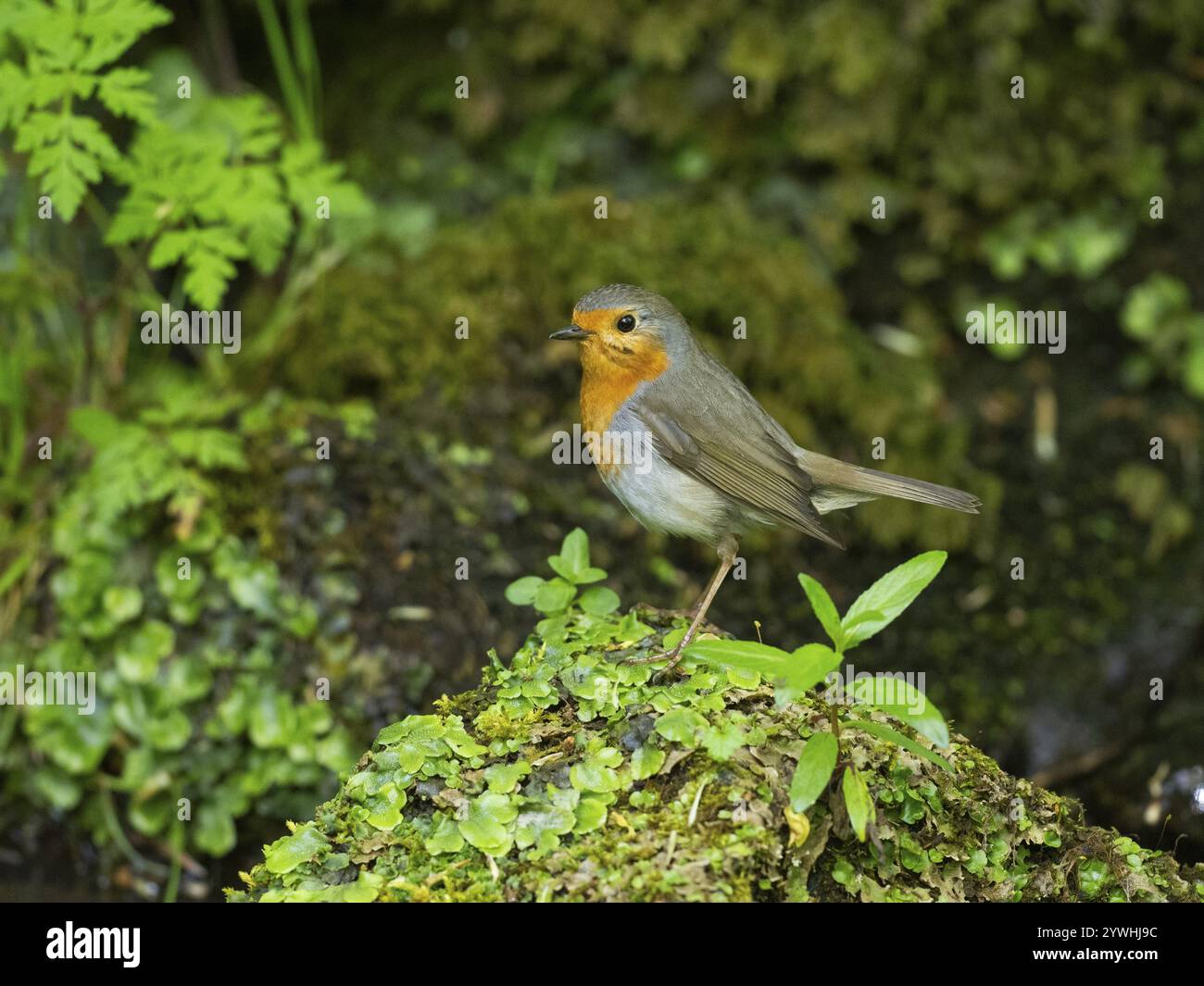 der Europäische rotkehlchen (Erithacus rubecula), ein ausgewachsener Vogel, der auf einem mit Moos bedeckten Stein in einem Bach sitzt, nachdem er Insekten gesammelt hatte, um seinen jungen Hessen-Keim zu ernähren Stockfoto