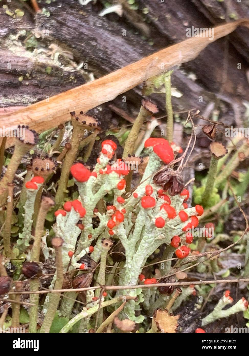Britische Soldatenflechte (Cladonia cristatella) Stockfoto