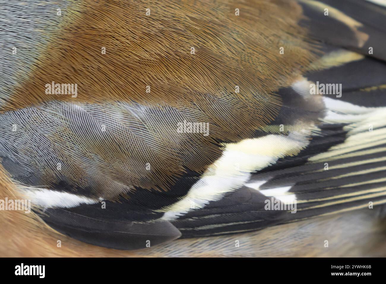 Eurasischer Kaffinch (Fringilla coelebs) ausgewachsener männlicher Vogel aus der Nähe seiner Flügelfedern, England, Vereinigtes Königreich, Europa Stockfoto
