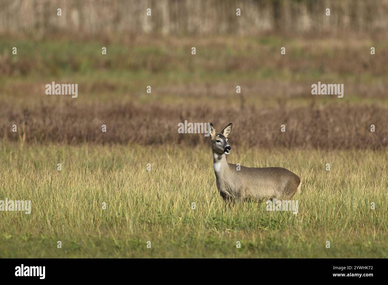 Reh (Capreolus capreolus), Hirsch im Winterfell auf einer Wiese, Kanton Aargau, Schweiz, Europa Stockfoto