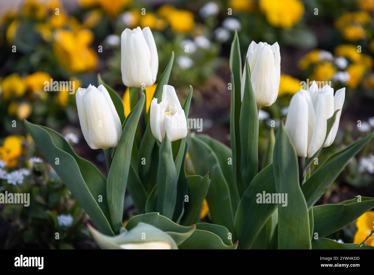 Tulpen wachsen in wunderschönen Gärten Stockfoto