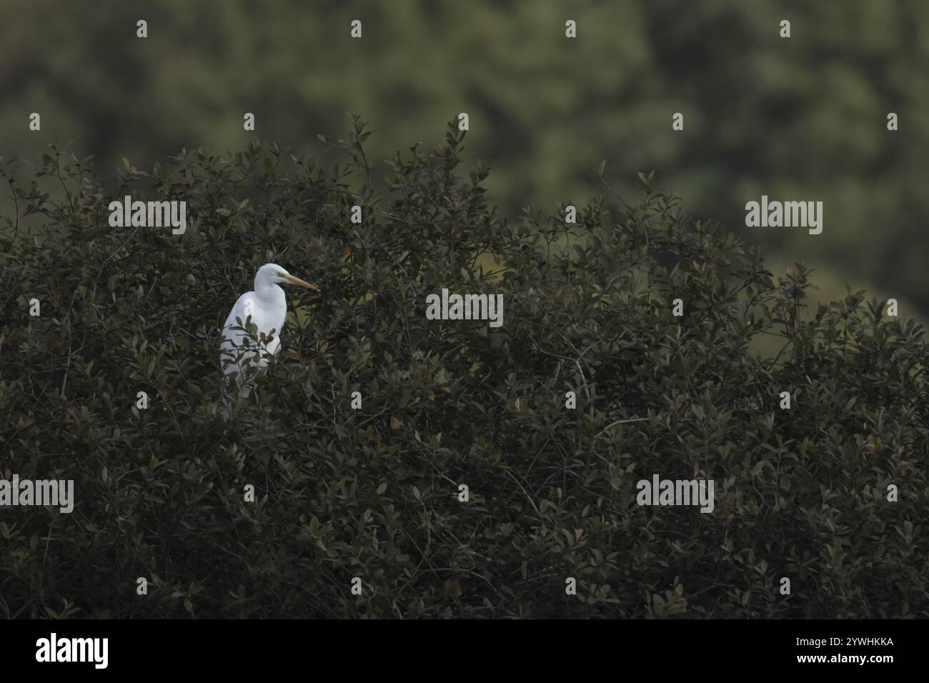 Großer Weißreiher (Ardea alba) Erwachsener Vogel in einem Baum, Norfolk, England, Vereinigtes Königreich, Europa Stockfoto