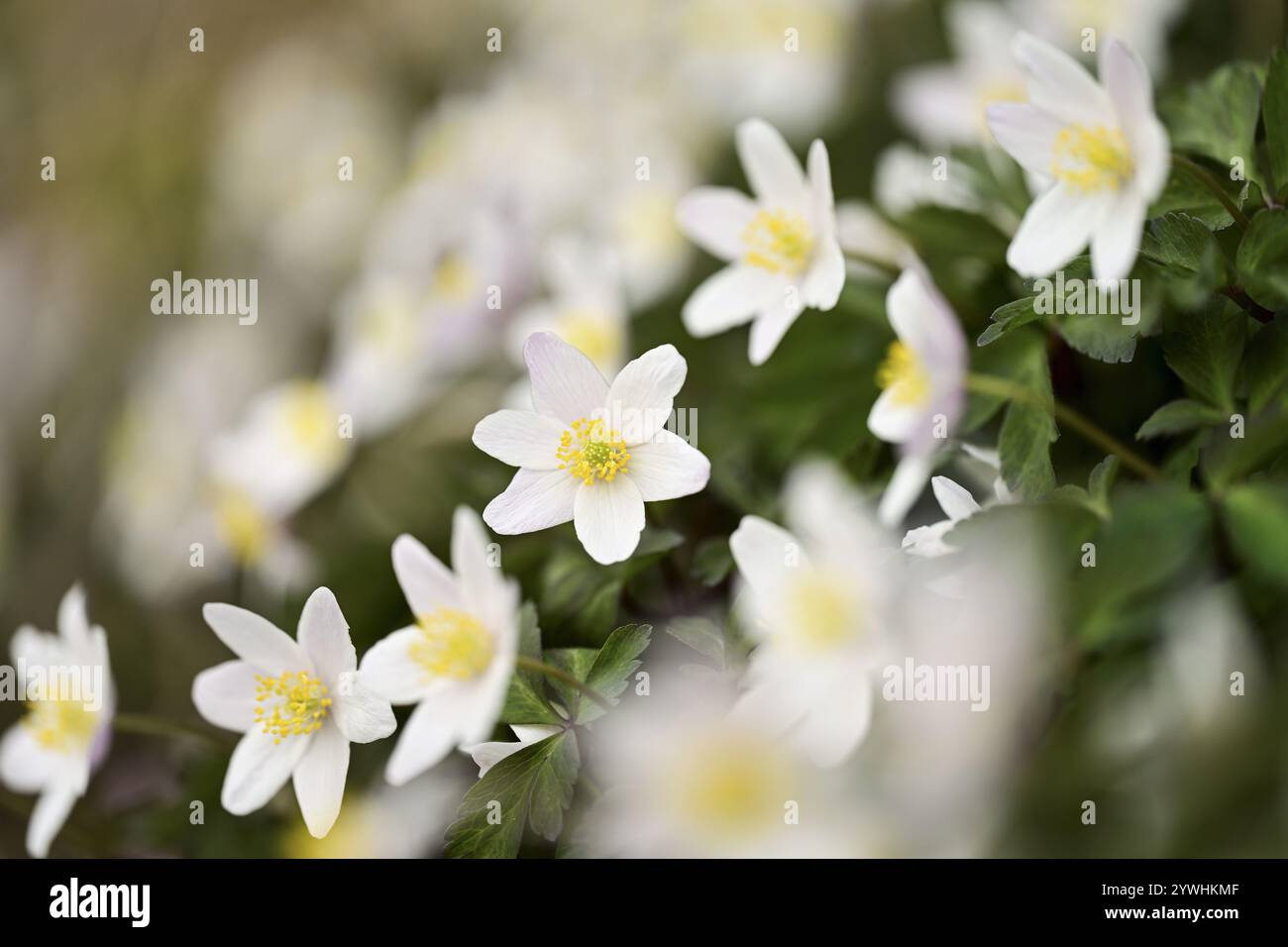 Holzanemone (Anemone nemorosa), weiße Blüten, Schweiz, Europa Stockfoto
