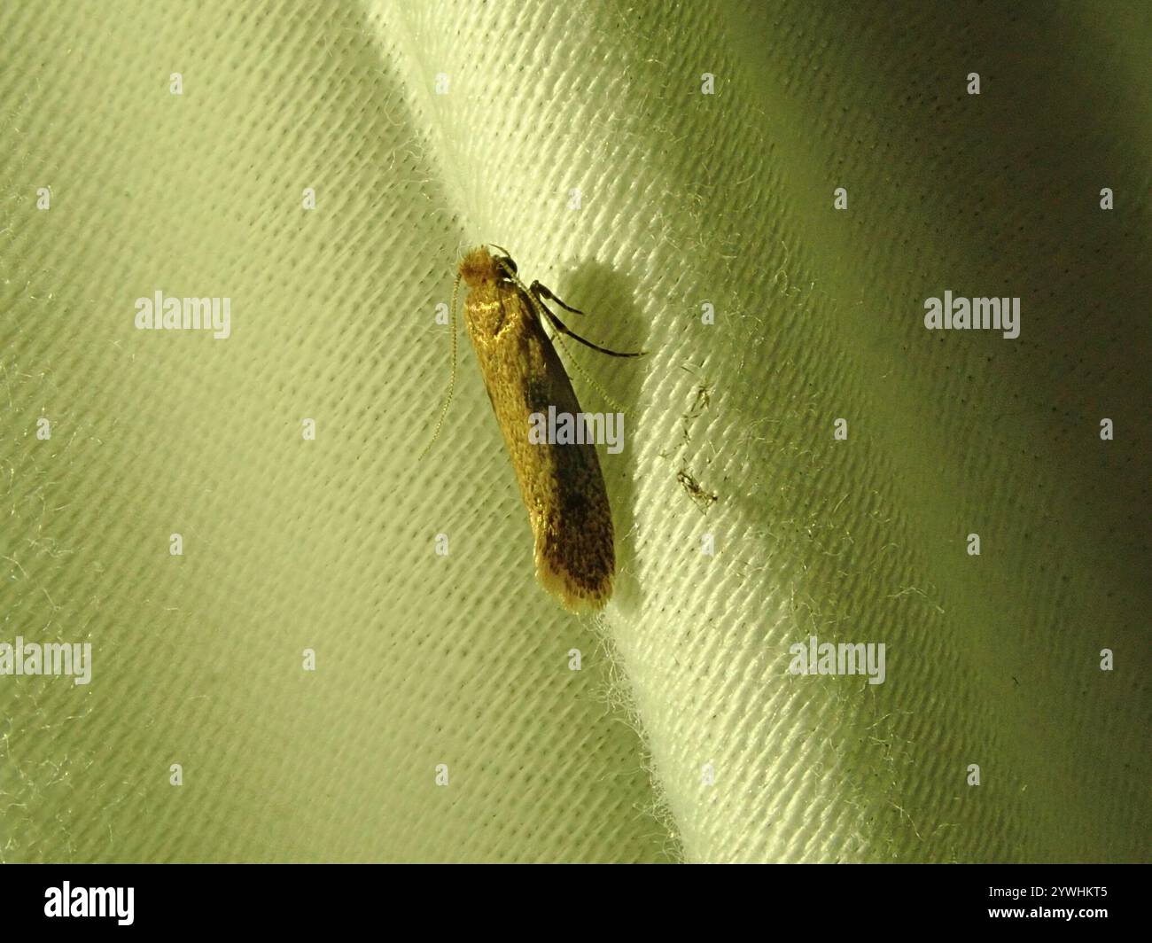 Case-bearing Kleidermotte (Tinea pellionella) Stockfoto