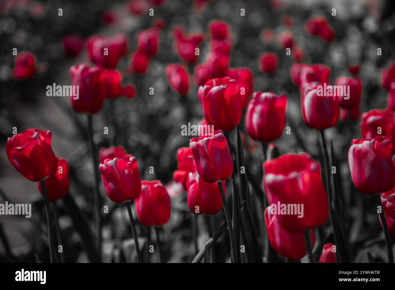 Tulpen wachsen in wunderschönen Gärten Stockfoto