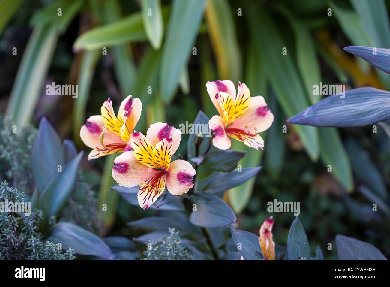 Foto de Fleurs d'alstroemeria sur un Fond vert Prise en macro Stockfoto