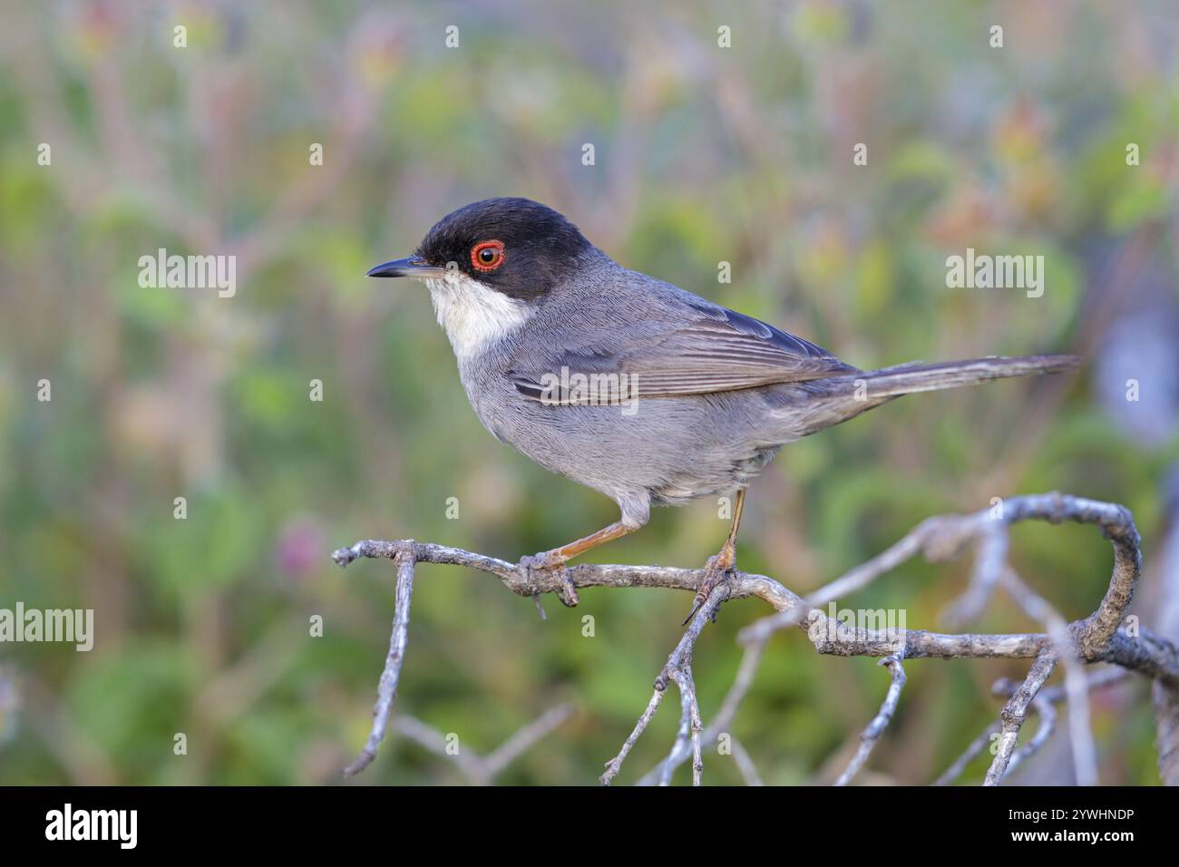 Samtköpfiger, (Sylvia melanocephala), Grasblüher-Familie, Biotope, Lebensraum, Barsch, Futtersuche, Lesbos Island, Lesbos, Griechenland, Europa Stockfoto