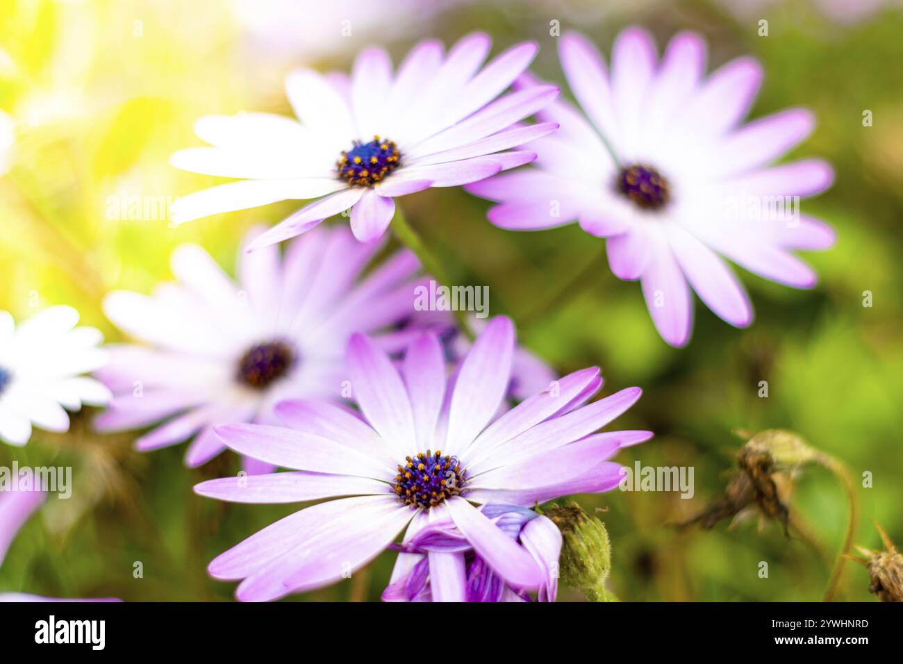 Nahaufnahme von violetten Blumen in einem Garten, schöne weiße und violette Blumen in einem Garten. Nahaufnahme von wunderschönen Blumenblättern in einem Garten Stockfoto