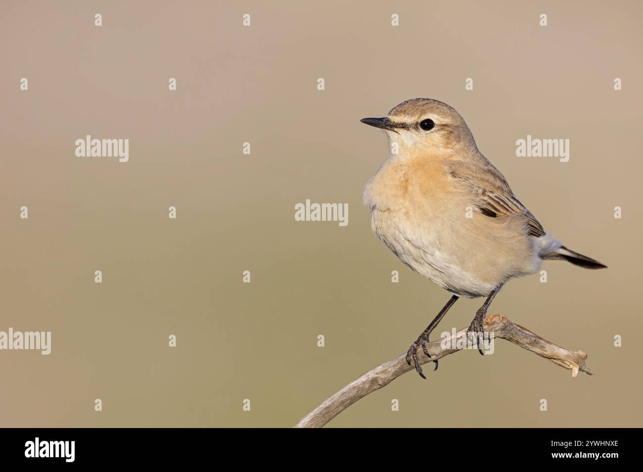 Isabelline Wheatear (Oenanthe isabellina), Biotope, Habitat, Futtersuche, Tiere, Vögel, songvogel, Fliegenfänger-Familie Salalah, Al Moghsyal, Maskat, Oman Stockfoto