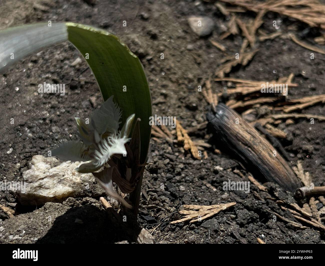 Shirley Meadows Star-Tulpe (Calochortus westonii) Stockfoto