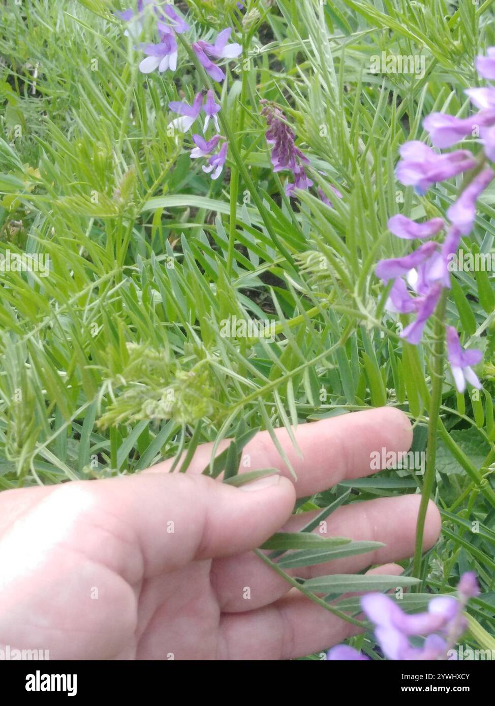Feinblättrige Vetch (Vicia tenuifolia) Stockfoto