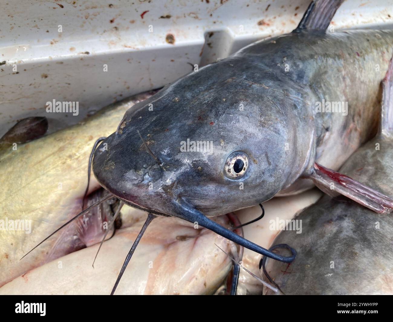 Channel Catfish (Ictalurus Punctatus) Stockfoto