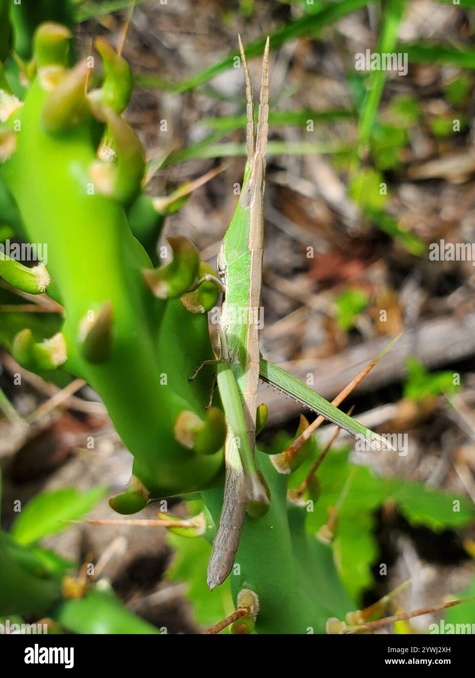 Langhaarige Zahnstocher Grasshopper (Achurum carinatum) Stockfoto