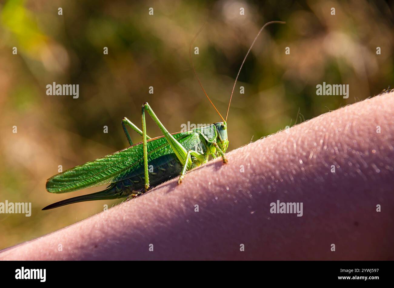 Heuschrecke, Grünes Heupferd Heuschrecke, Grünes Heupferd krabbelt auf einem menschlichen Arm. Stockfoto